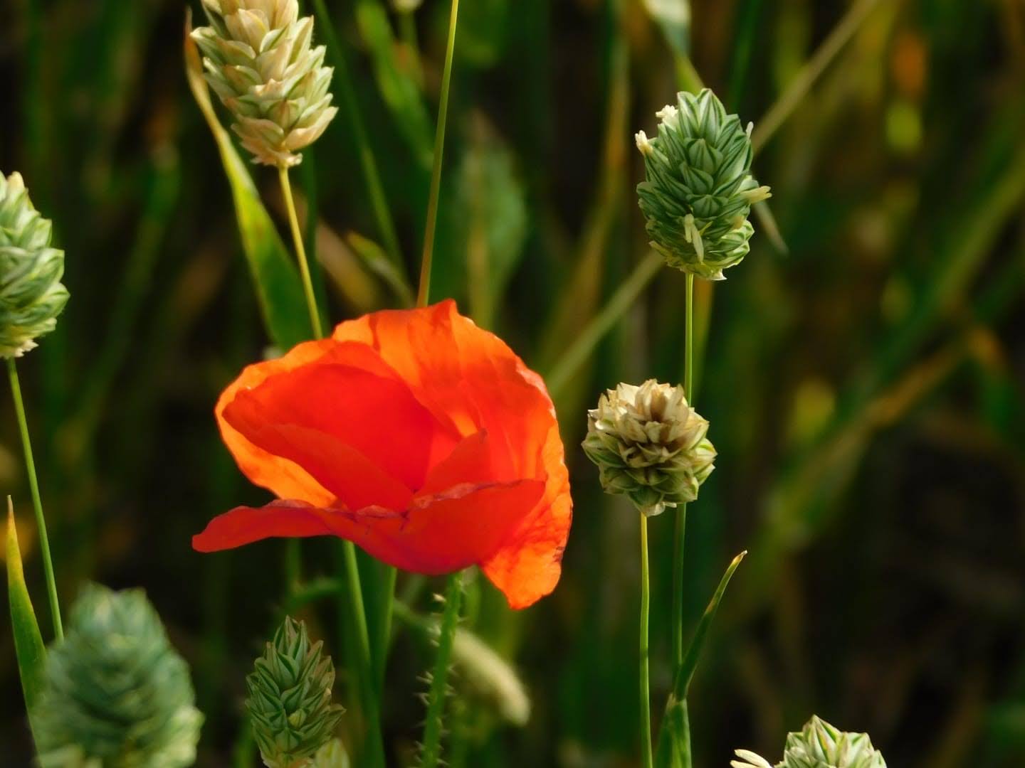 poppies